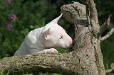 BULL TERRIER MINIATURE 199